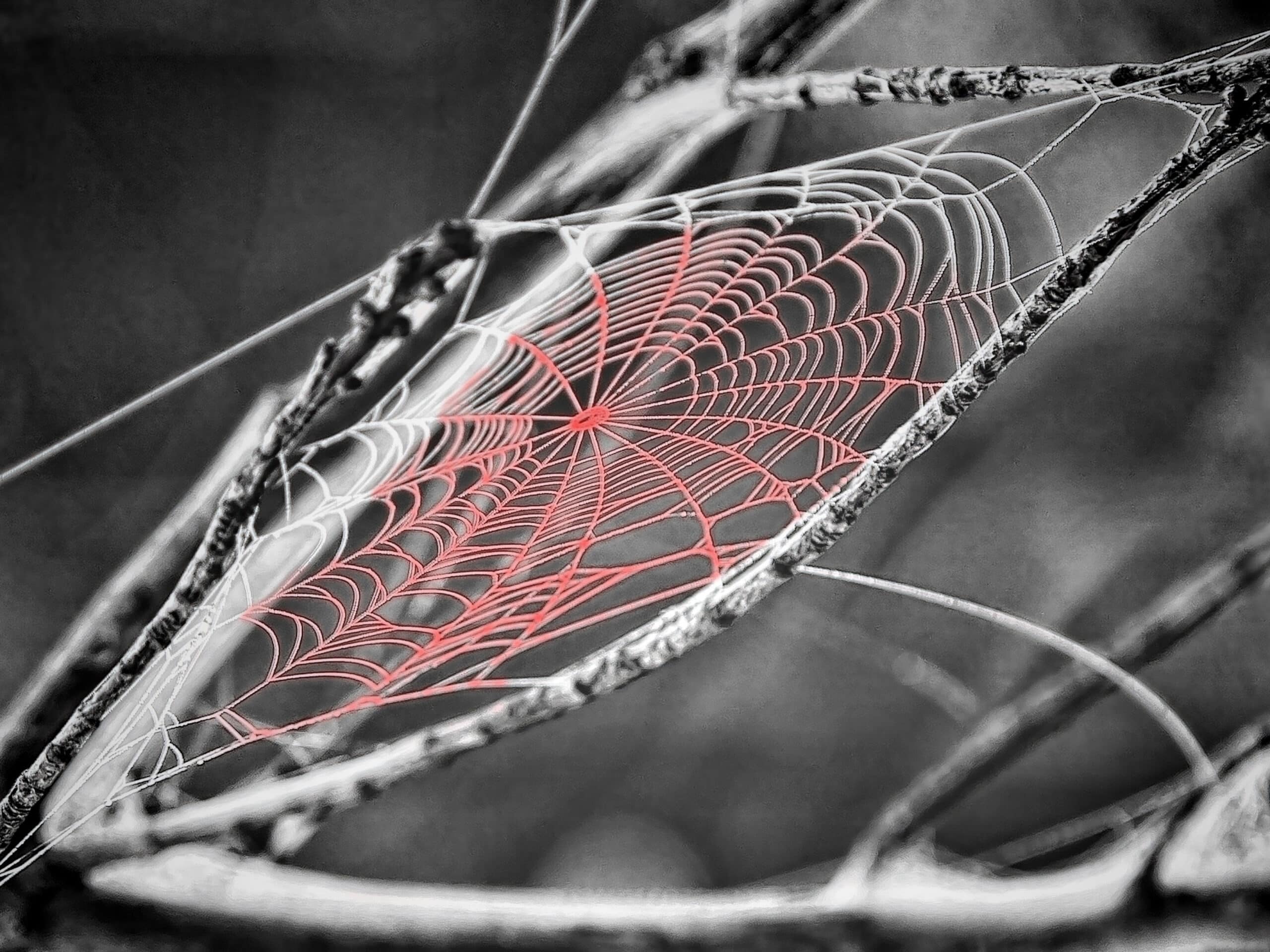 These Tangled Webs