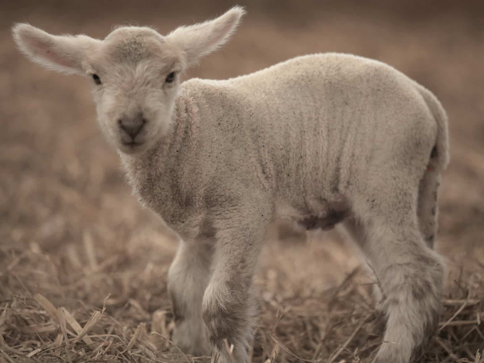 Lambing