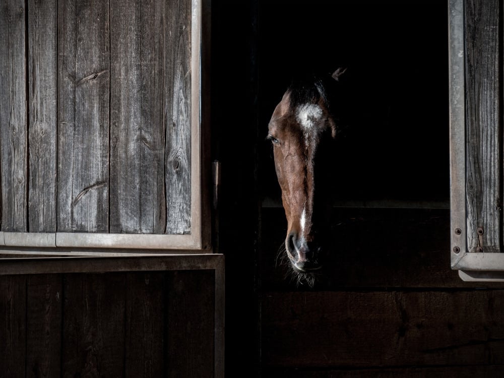 Pony Stories For Grown-ups