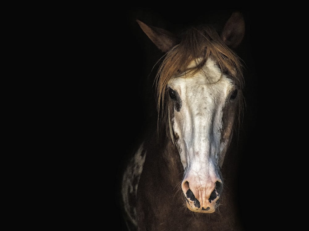 Dark Horses