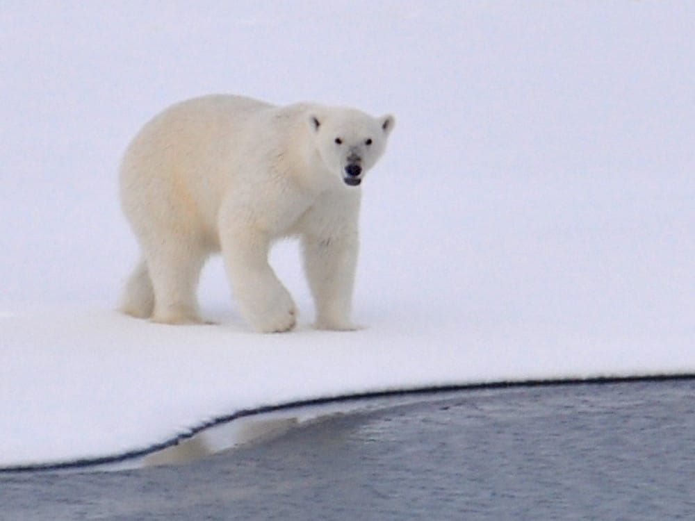 Ursus Inspiration
