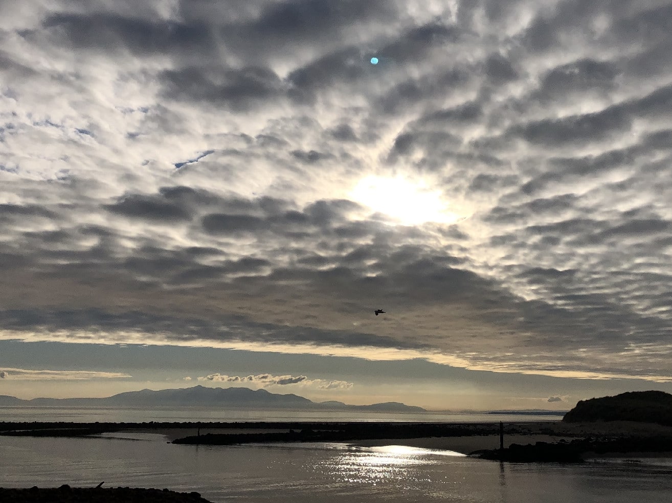 The Migratory Swallow