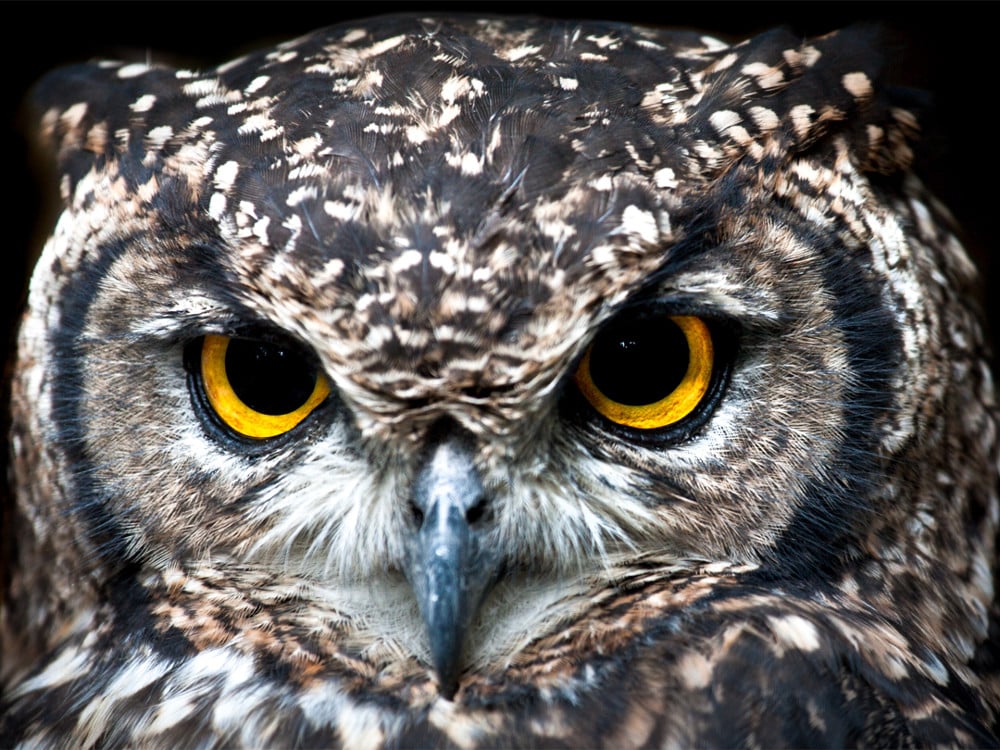 From Owl To Lark