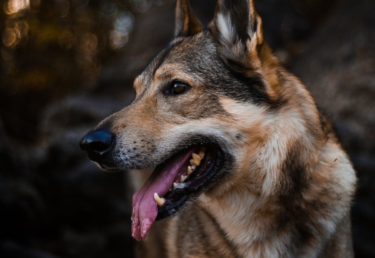 The sharp end of an Alsatian