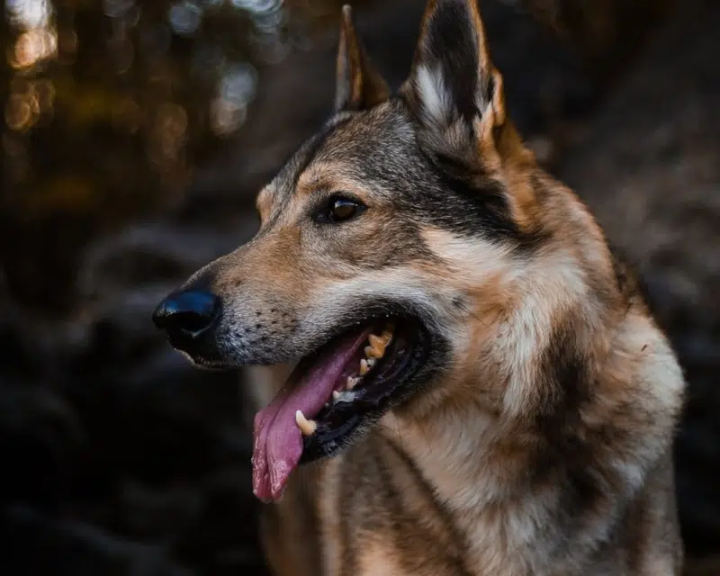 The sharp end of an Alsatian