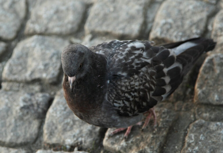 Bird on cobbles