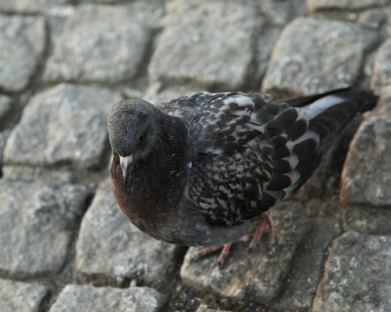 Bird on cobbles