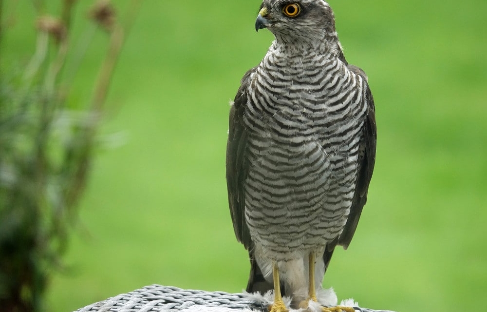 A sparrowhawk