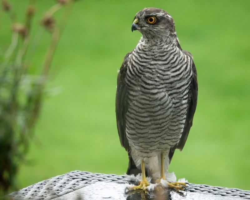 A sparrowhawk