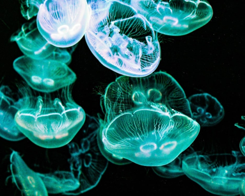 Jellyfish