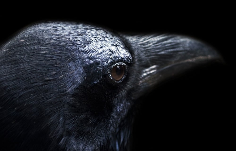 Crow