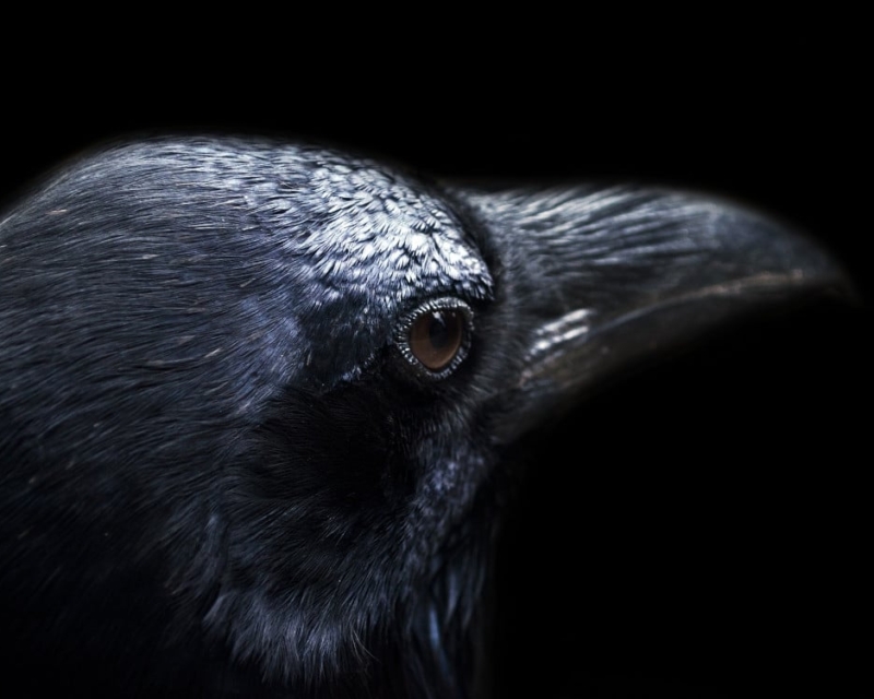 Crow