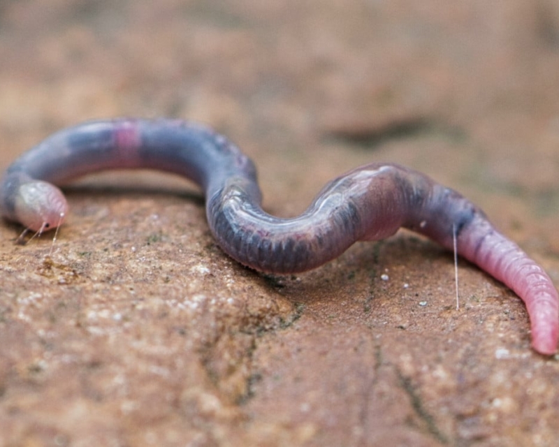 Earthworm