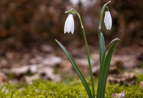 Snowdrops