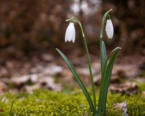 Snowdrops