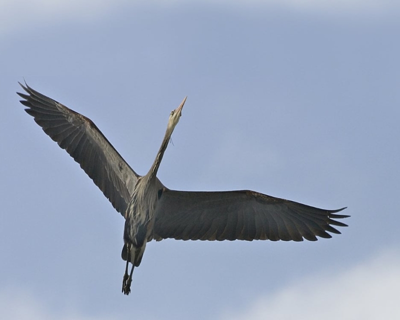 Great Blue Heron