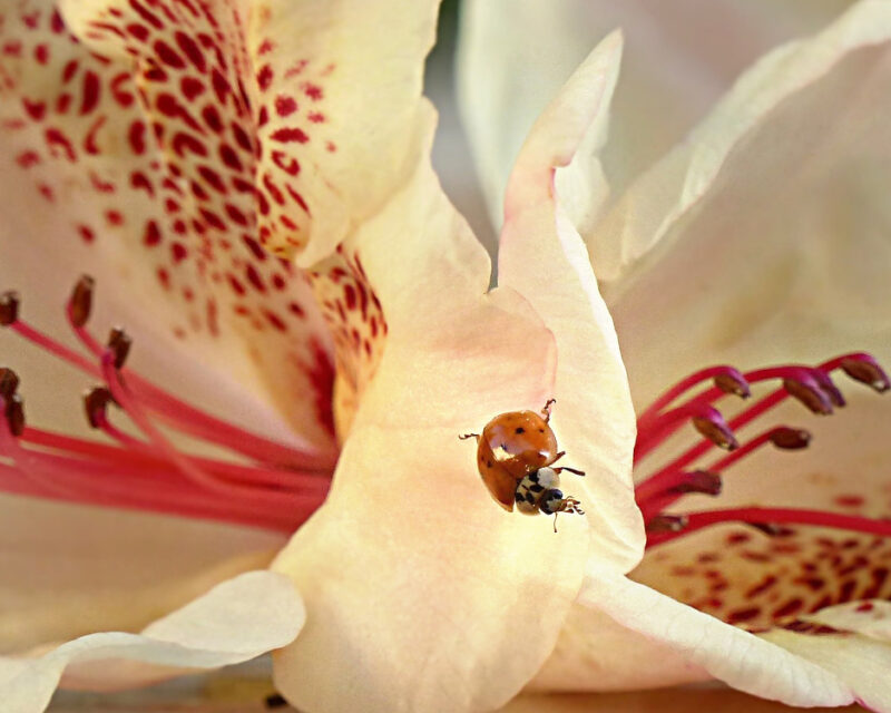 Rhododendron and ladybird