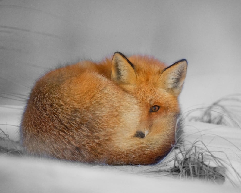 FoxPoem