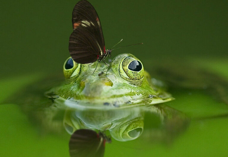 Frog and butterfly