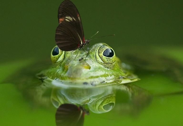 Frog and butterfly