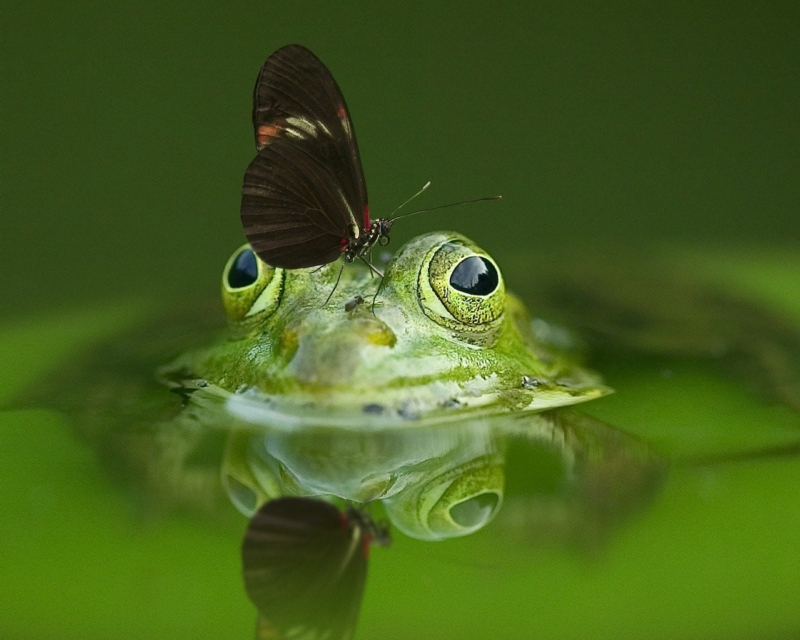 Frog and butterfly