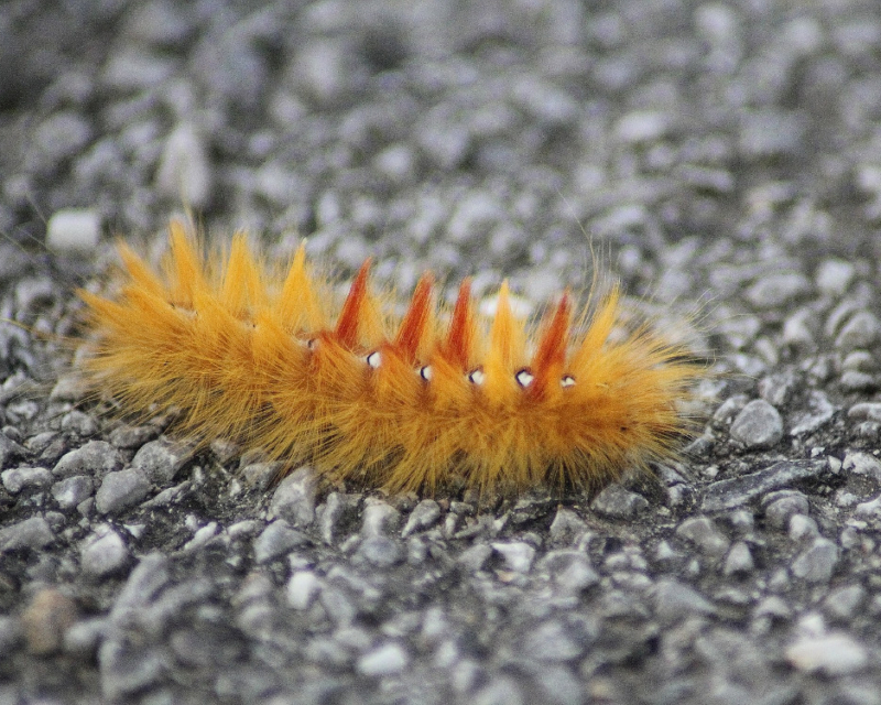 Caterpillar