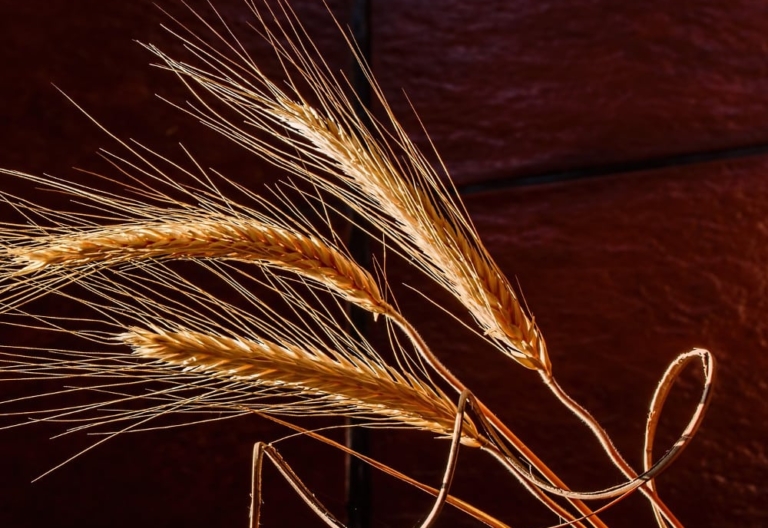 Harvest time