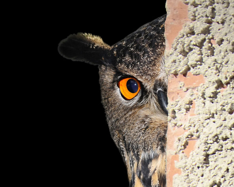 Owl peeking out