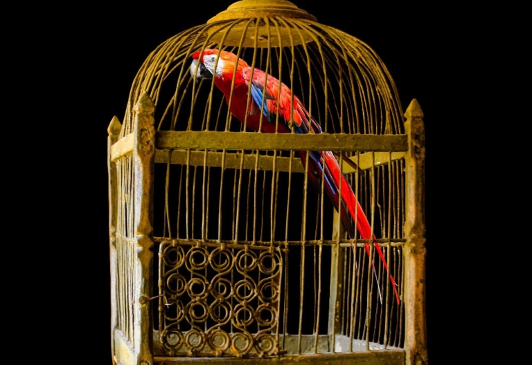 Bird in a gilded cage