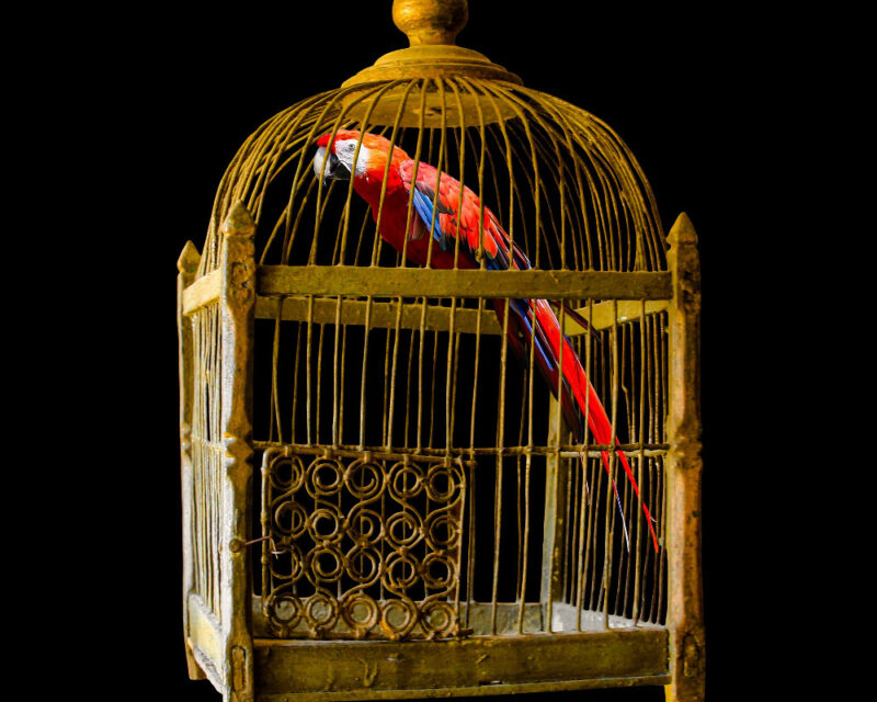 Bird in a gilded cage