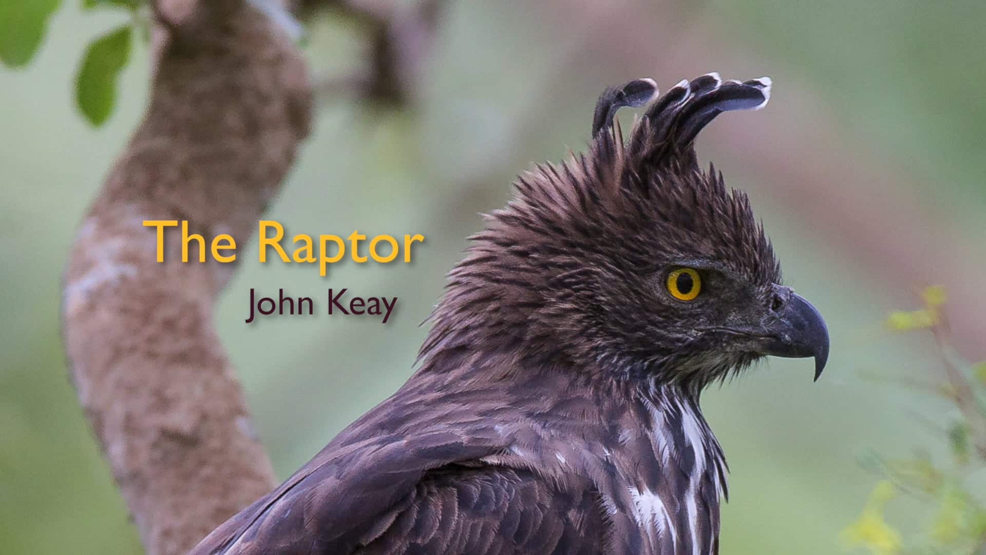 The Raptor - Royal Literary Fund