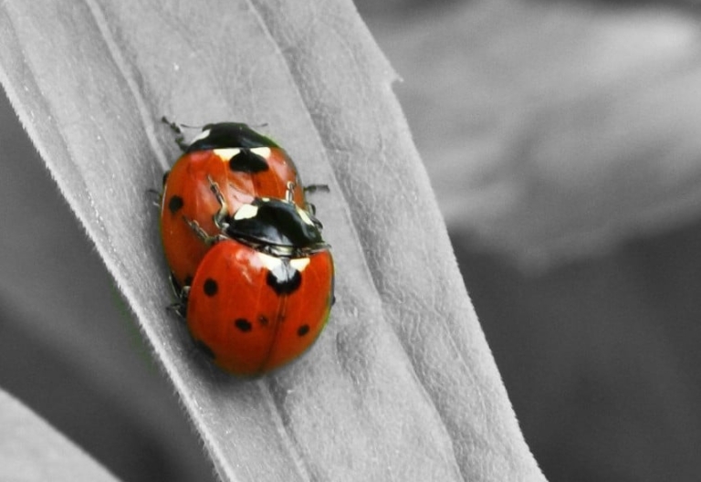 Ladybirds