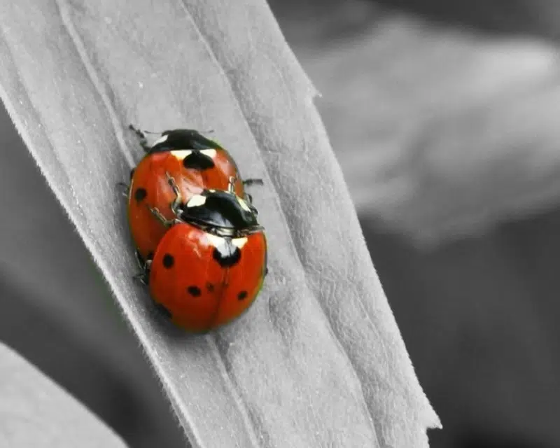 Ladybirds