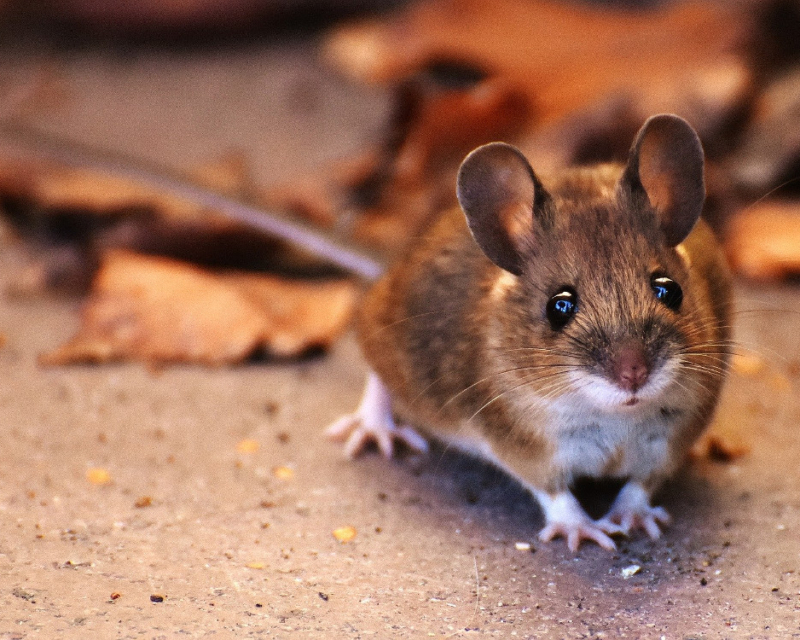 Mouse in lockdown