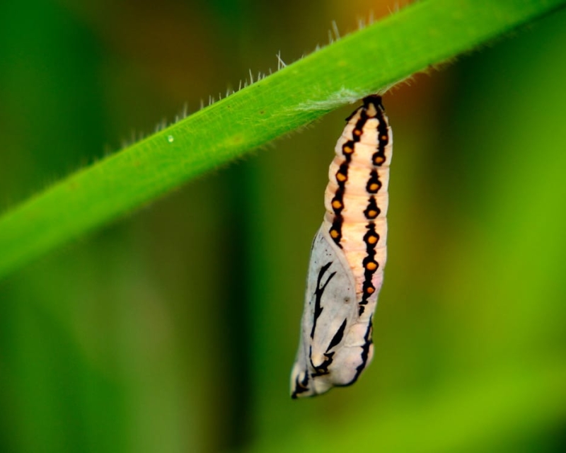 Pupa changing