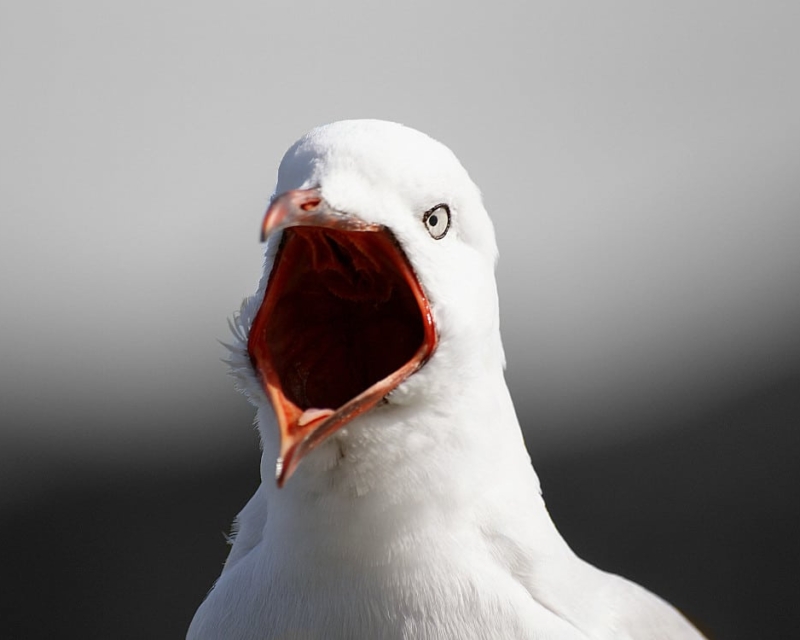 Loud gull