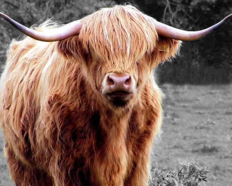 Highland Coo