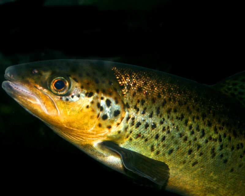 A trout