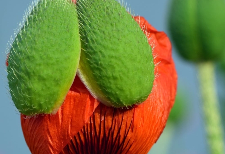 Poppy bud