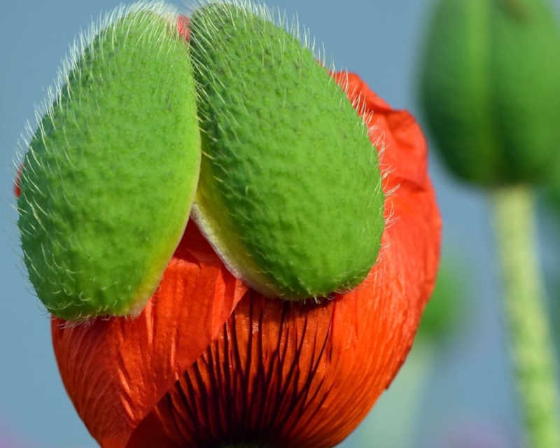 Poppy bud