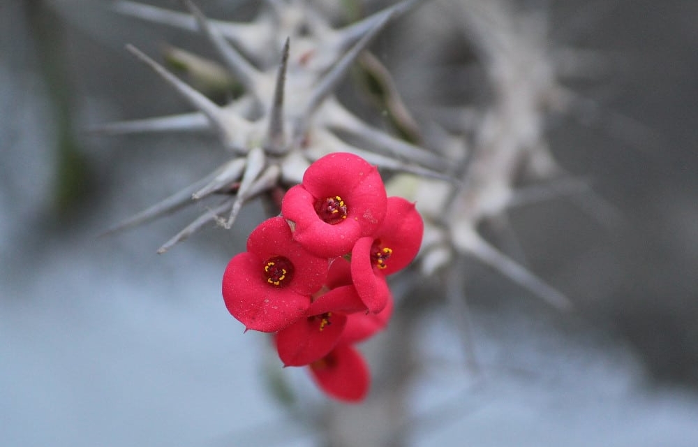 Scarlet ribbons