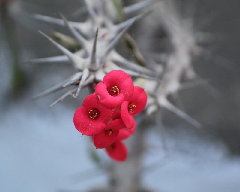 Scarlet ribbons