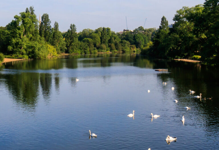 Swans on the Serpentine