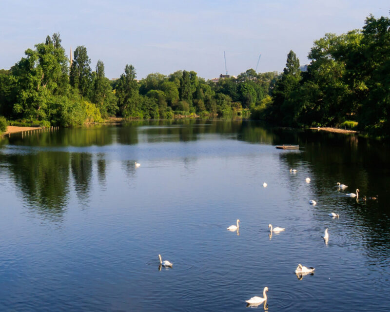 Swans on the Serpentine