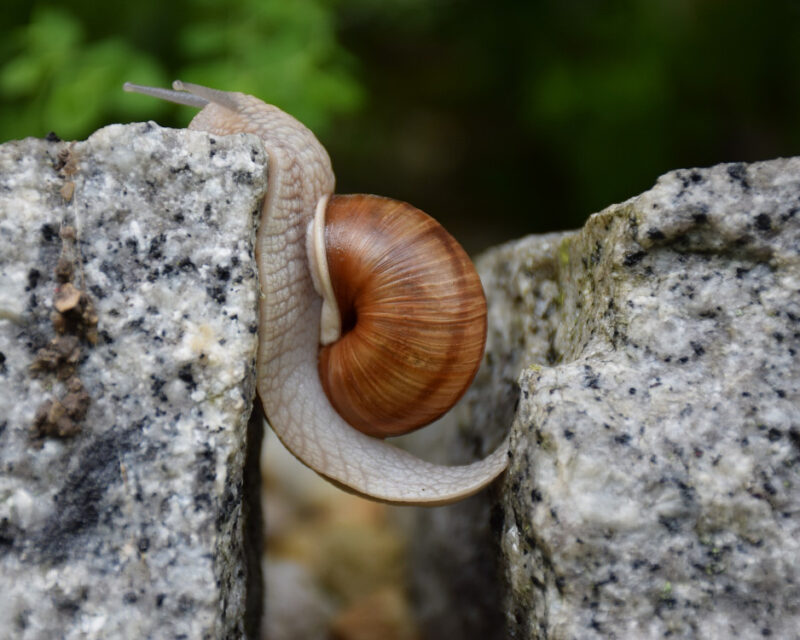 Snail in gap