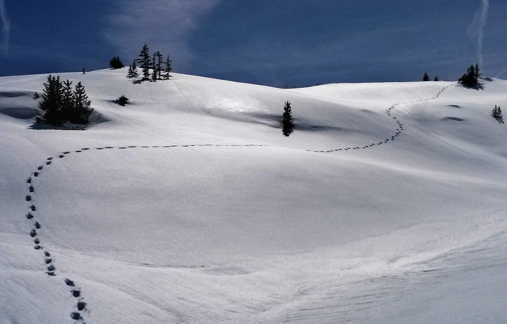 Snow footprints