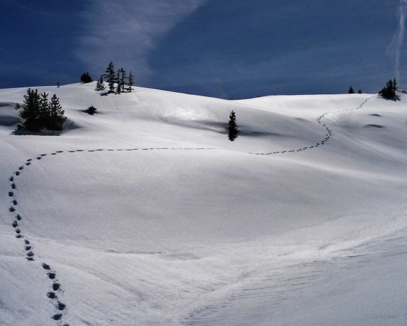 Snow footprints