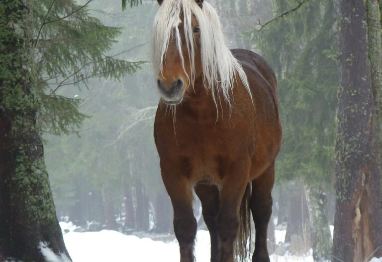 Horse in snowy woods