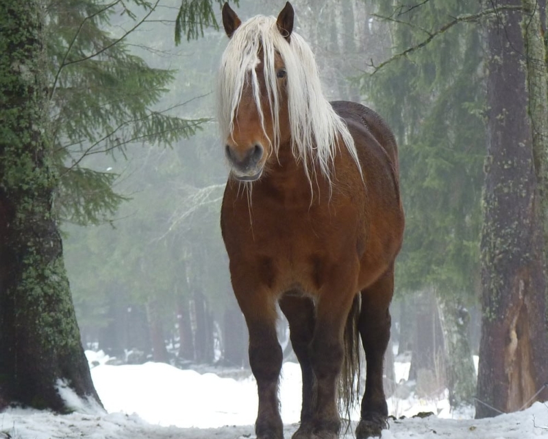 Horse in snowy woods