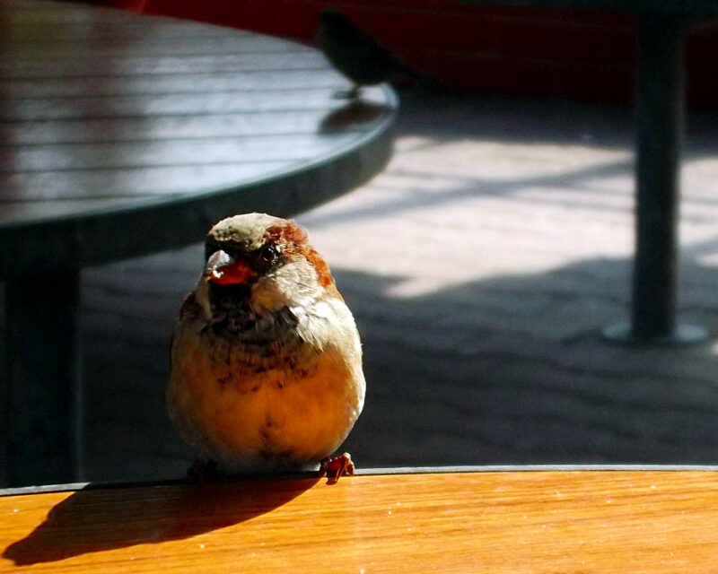 Sparrow in cafe